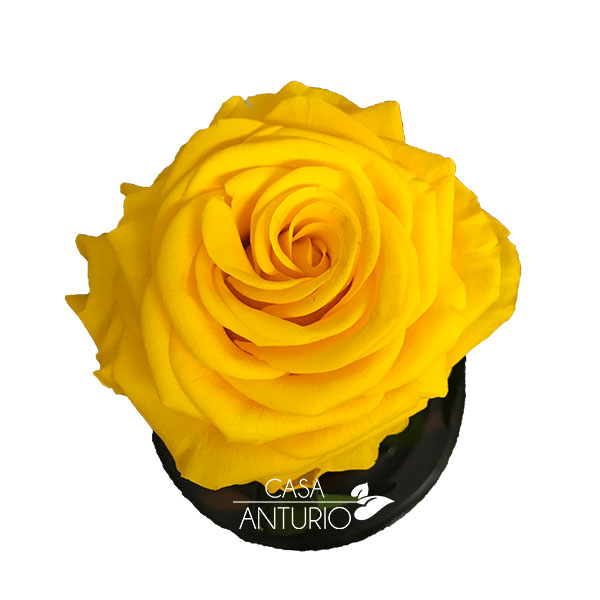 Rosa preservada amarilla en cúpula | Casa Anturio