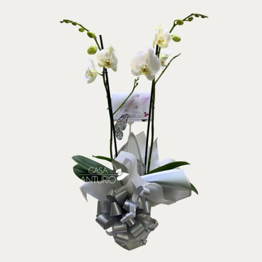 Orquidea Phalaenopsis Plateada