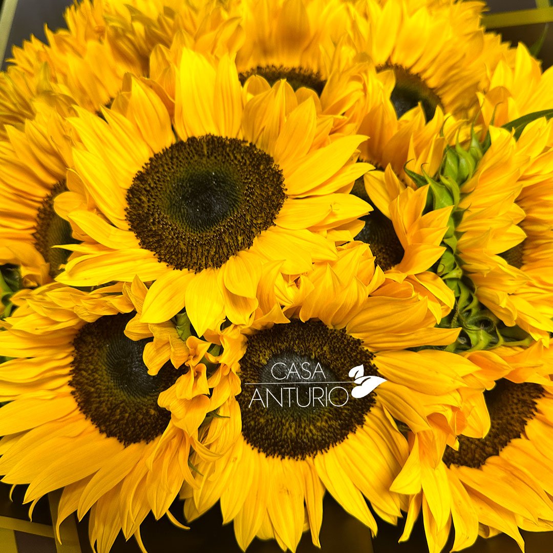 Bouquet Grande de Girasoles - Imagen 4