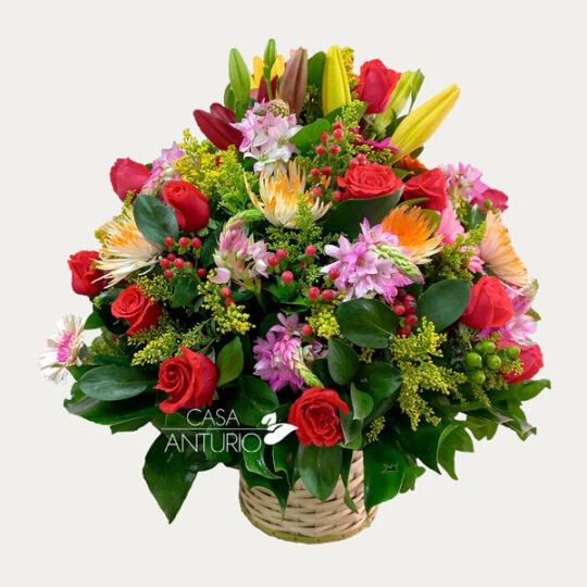 Arreglo en Rosas, Estrellita de Belén, Cafeto y Lirios