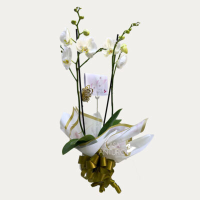 Orquidea Phalaenopsis Blanca