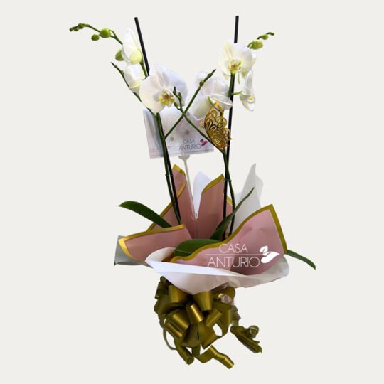 Orquidea Phalaenopsis Rosada