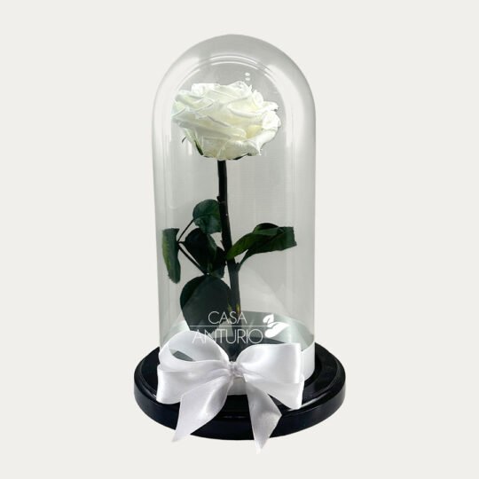 Rosa Preservada Blanca