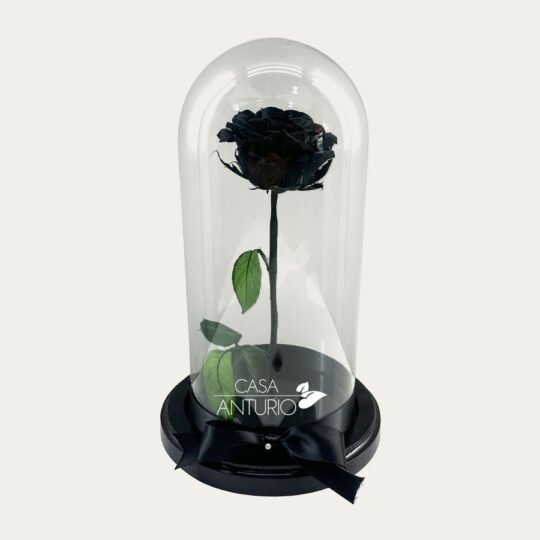 Rosa Preservada Negra