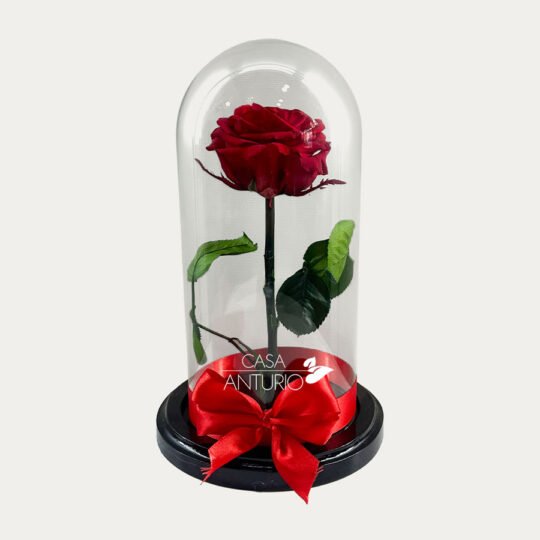 Rosa Preservada Roja