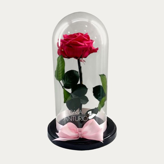 Rosa Preservada Rosada