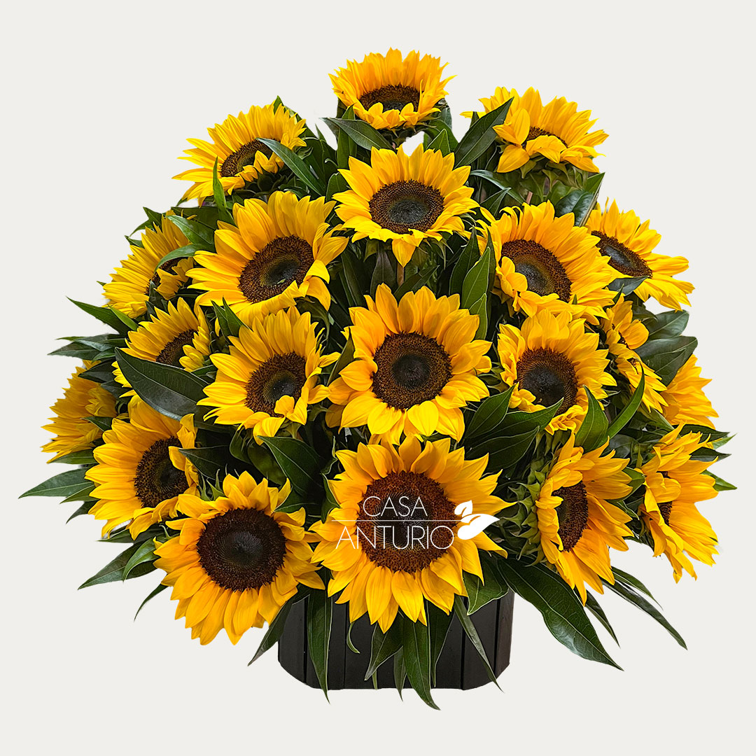 Arreglo de Girasoles