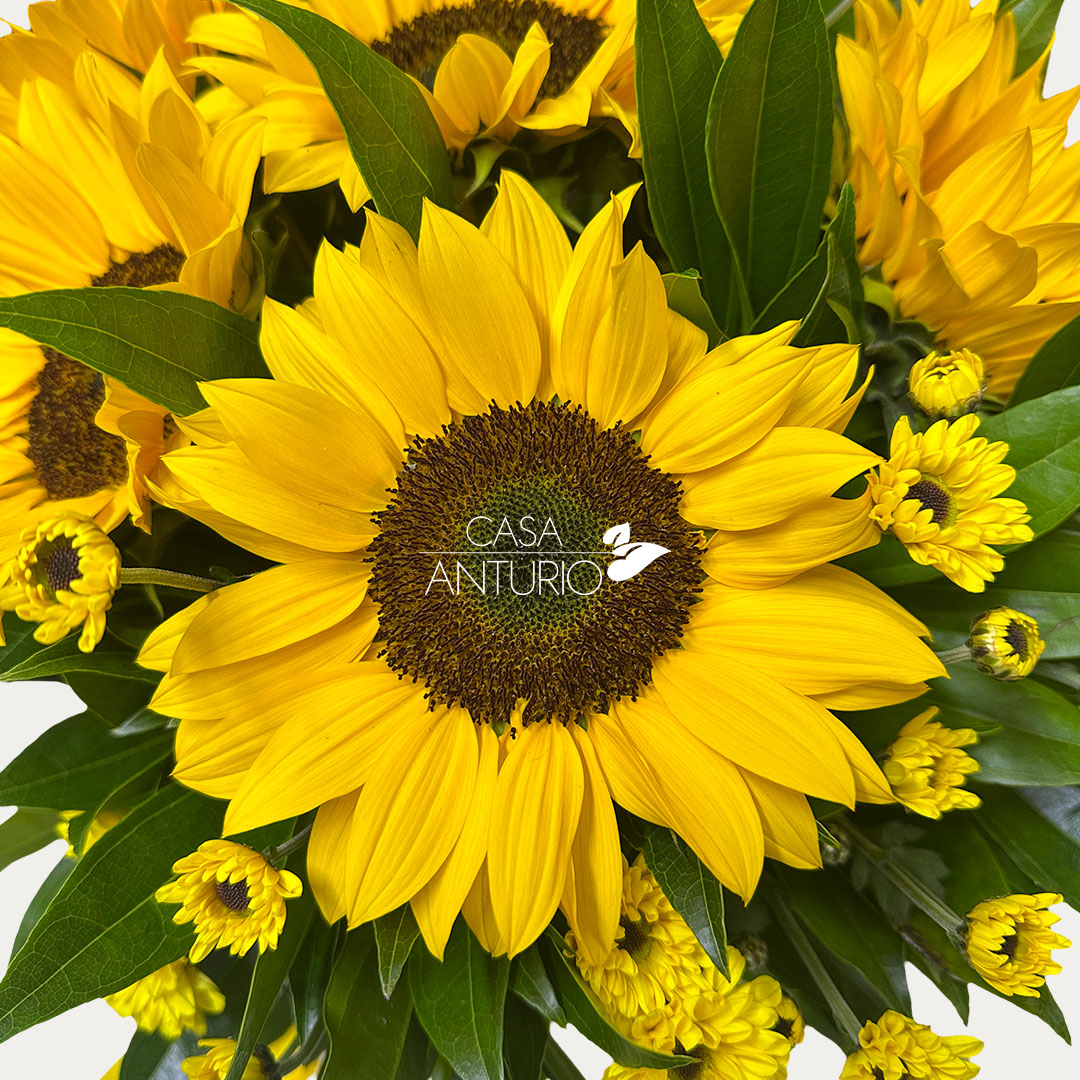 Arreglo de Girasoles y Margaritas - Imagen 3