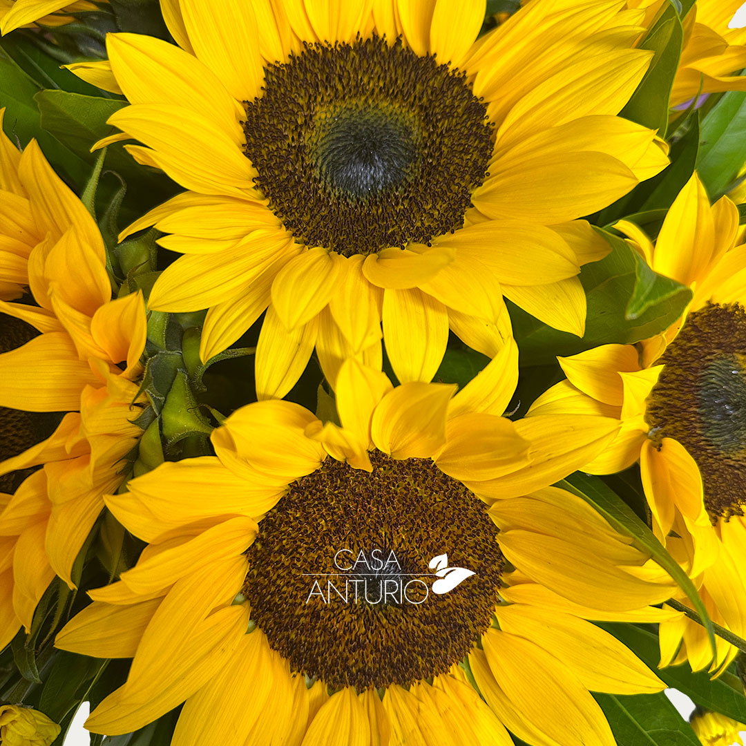 Arreglo de Girasoles y Margaritas - Imagen 4